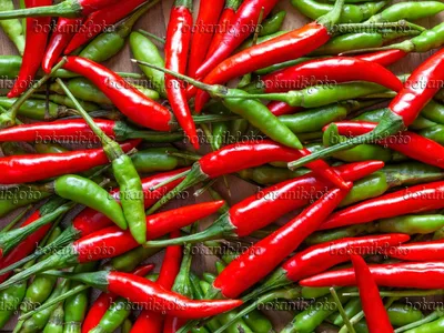 Картинка Перец чили (Capsicum) - 436012 - Изображения растений и садов - botanikfoto картинки