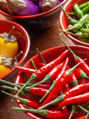 Картинка Перец чили (Capsicum) и баклажан (Solanum melongena) - 436038 - Изображения растений и садов - botanikfoto картинки