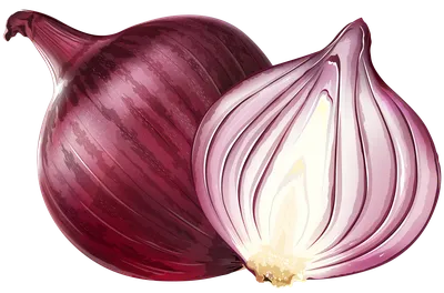 Скачать бесплатное прозрачное изображение HD HQ PNG Fresh Pic Onion | FreePNGImg картинки