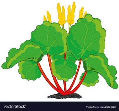 Съедобный ревень на белом фоне Векторное изображение картинки