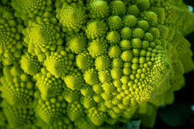 Файл:Romanesco -- 2021 -- 5827.jpg — Wikimedia Commons картинки