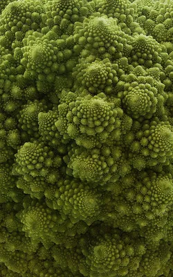 Файл:Romanesco Brassica oleracea close Richard Bartz.jpg — Викисклад картинки