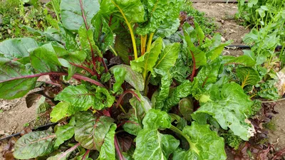 Chard Five Color Silverbeet картинки