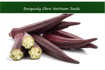 Семена овощей Burgundy Okra 50 Seeds all Natural - Etsy Canada картинки