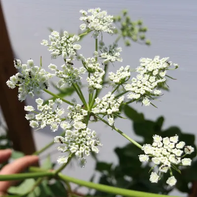 Скиррет (Sium sisarum) - Руководство по выращиванию культивируемых сортов картинки