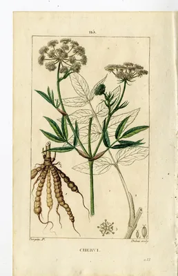 Antique Print-PL.115-CHERVI-SIUM SISARUM-SKIRRET-Turpin-Chaumeton-1814 by Dobois: (1814) Art\u0026nbsp;/\u0026nbsp;Print\u0026nbsp;/\u0026nbsp;Плакат | Pictura Prints, Art \ u0026 Books картинки