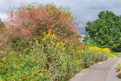 Картинка Топинамбур (Helianthus tuberosus) и бересклет (Euonymus) - 625088 - Изображения растений и садов - botanikfoto картинки