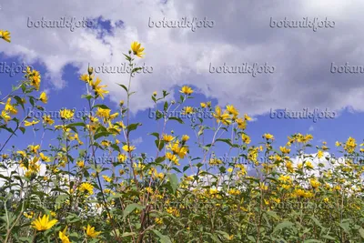 Картинка Топинамбур (Helianthus tuberosus) - 573095 - Изображения растений и садов - botanikfoto картинки