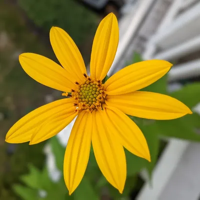 Helianthus tuberosus #2 (Санчоки/Иерусалимские артишоки) - Питомник Scioto Gardens картинки