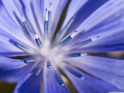 Chicory Plant Macro Ultra HD Обои для рабочего стола для 4K UHD TV: Широкоэкранный \ u0026 UltraWide Desktop \ u0026 Ноутбук: Планшет: Смартфон картинки