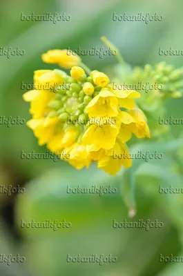 Китайская капуста (Brassica rapa subsp. pekinensis) - 553055 - Изображения растений и садов - botanikfoto картинки