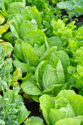 Китайская капуста (Brassica rapa subsp. pekinensis) - 474240 - Изображения растений и садов - botanikfoto картинки