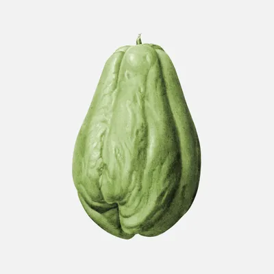 Загружаемые изображения: Chayote images (.jpg .png) — TofuJoe картинки