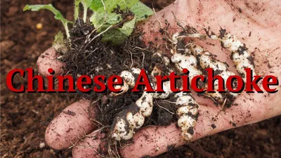 Китайский артишок: Stachys affinis - YouTube картинки