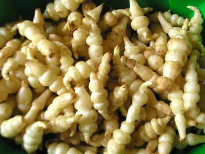 Crosnes (Органический) – Посадка справедливости картинки