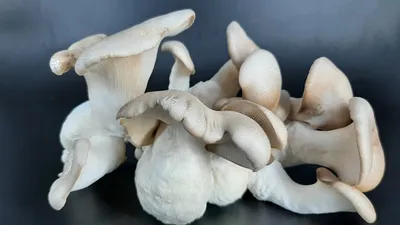 Черные королевские вешенки – JCBGourmetMushrooms картинки