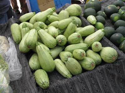 Файл:Cucurbita pepo Кабачки группы и круглые на рынке — Cucurbits at HOTCFM.jpg — Wikimedia Commons картинки