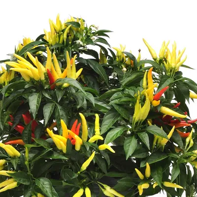 Chilly Chili Ornamental Pepper Garden Seeds - 100 семян - Декоративные садовые семена без ГМО - Capisicum annuum - Walmart.com картинки