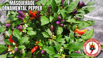 Masquerade Ornamental (Capsicum Annuum) Горячие -10 изолированных семян - Jimmy Pickles Product Line, LLC картинки