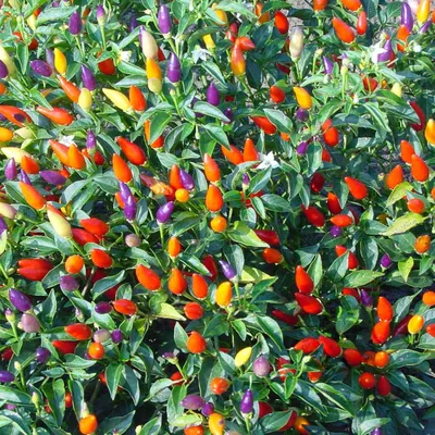 Семена декоративного перца - Capsicum Annuum Prairie Fire Seed картинки