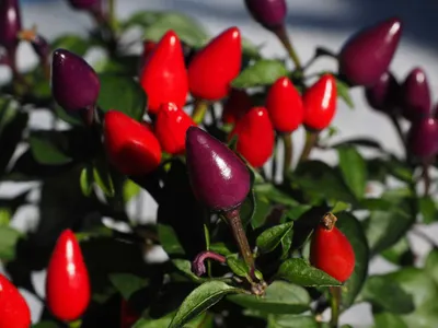 Capsicum annuum - Декоративные перцы - Goffle Brook Farms картинки