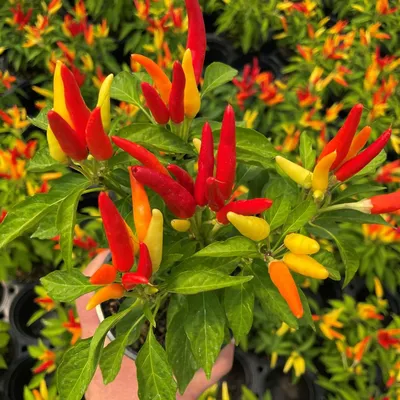 Capsicum annuum 'Chilly Chili' - Перец декоративный (4.5\ картинки