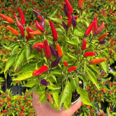 Capsicum annuum 'Sangria' - Перец декоративный (4.5\ картинки