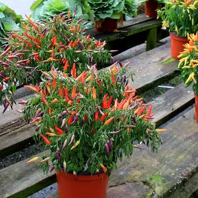 David's Garden Seeds Pepper Ornamental Sweet Mix FBA-4543 (мульти) 25 без ГМО, семена семейной реликвии картинки