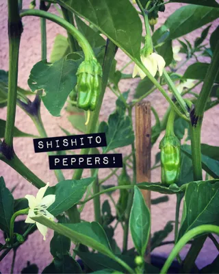 Shishito Peppers, 獅子唐辛子 Shishitōgarashi — Sage Garden Theory картинки