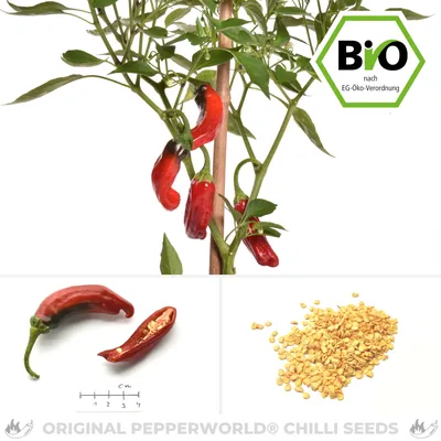 BIO Shishito Pepper Chilisamen онлайн кауфен - Pepperworld Hot Shop картинки