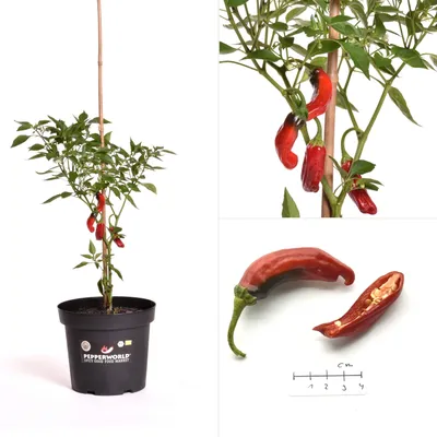 Shishito Pepper BIO Chilipflanze онлайн-кафе - Pepperworld Hot Shop картинки