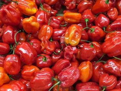 Порошок перца Habanero - 100% чистый красный и оранжевый порошок Habanero | eBay картинки