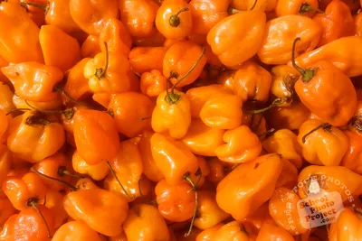 Habanero, FREE Stock Photo, Image, Picture: Habañero Hot Peppers, Овощи без лицензионных отчислений Стоковая фотография картинки