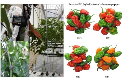 Сельское хозяйство | Бесплатный полнотекстовый | Селекция гибридов перца хабанеро F1 (Capsicum chinense Jacq.) на полуострове Юкатан, Мексика, с высоким потенциалом для различных рынков картинки