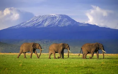 Скачать бесплатно обои Mount Kilimanjaro 16 1680 X 1050 stmednet [1680x1050] для рабочего стола, мобильного и планшета | Исследуйте 34+ обоев Килиманджаро | картинки