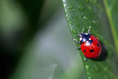 Божья Коровка Насекомое Природа - Бесплатное фото на Pixabay картинки