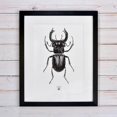 Винтажный принт с изображением насекомых-жуков - Etsy New Zealand картинки