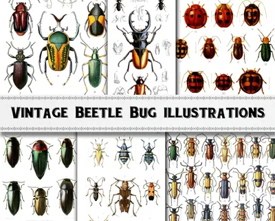 Vintage Beetle Bug Insect Illustration Images / Digital - Etsy Australia картинки