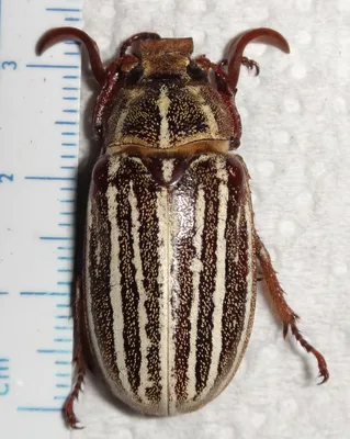 Scarabaeidae Melolonthinae Polyphylla Самец 32,7 мм Юта # 55Z Жук-жук-насекомое | eBay картинки