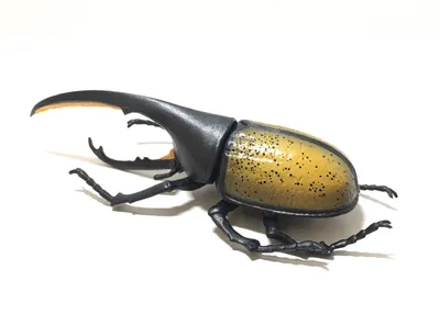 TOMY TAKARA Japan Exclusive Hercules Beetle Насекомое Рисунок B | eBay картинки