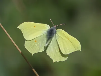 UK Butterflys - Brimstone - Gonepteryx rhamni картинки