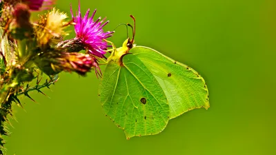 Сера (Gonepteryx rhamni) - Бабочки - Woodland Trust картинки