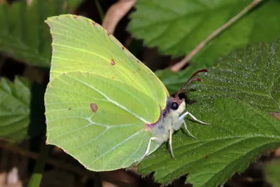 Файл:Обыкновенная серная бабочка (Gonepteryx rhamni).JPG — Wikimedia Commons картинки