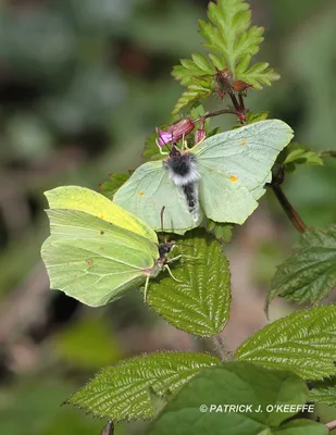 Raw Birds: BRIMSTONE BUTTERFLY (Gonepteryx rhamni) [пара, самец слева] Lullymore West Bog, Lullymore, Co. Kildare, Ирландия картинки