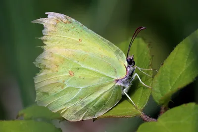 Файл:Обыкновенная серная бабочка (Gonepteryx rhamni), самец изношен.jpg — Wikimedia Commons картинки