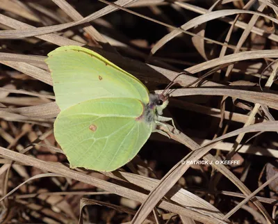 Raw Birds: BRIMSTONE BUTTERFLY (Gonepteryx rhamni subspecies G. r.gravesi) самец в Lullymore West Bog, Lullymore, Co. Kildare, Ирландия картинки