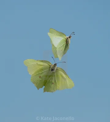 Brimstone Butterfly Dance — лицензия, загрузка или печать за £20.00 | Фотографии | Пикфер картинки