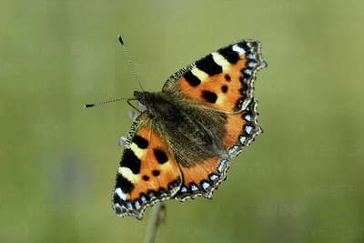 Германия, маленькая черепаховая бабочка, Aglais urticae L., сидящая на растении стоковое фото картинки