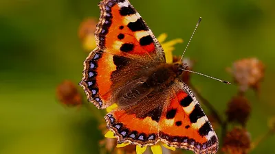 BBC Two - Springwatch, Springwatch Guide to Butterflies and Moths, коллекция бабочек Великобритании - Маленькая черепаховая бабочка (самка) картинки