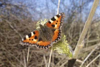 Маленькая черепаховая бабочка, Aglais urticae, на ветке ивы стоковое фото картинки